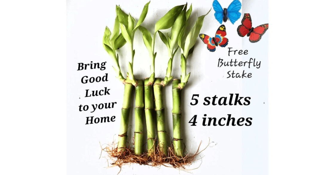 5 Lucky Bamboo Plants 4 inches with Butterfly Stake, Gift, Perennial Indoor, Bring Positive Energy to Your Home 