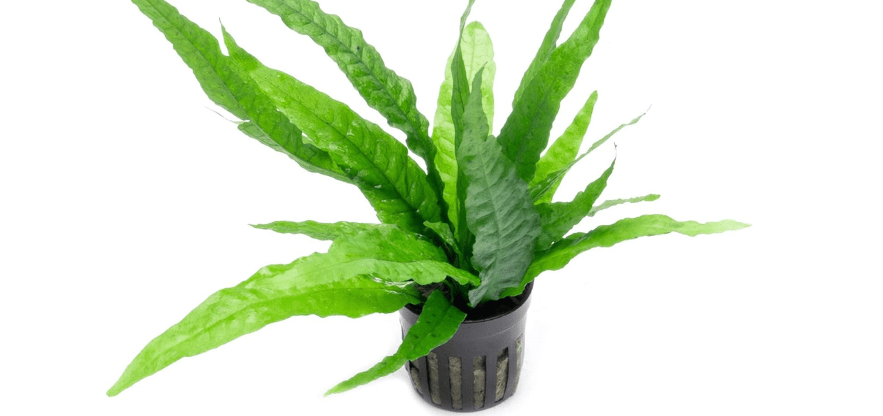 Java Fern Live Aquarium Plants - Potted Freshwater Plant for Fish Tanks - Beginner Friendly, Low Light (Java Fern, 5 Pots) 