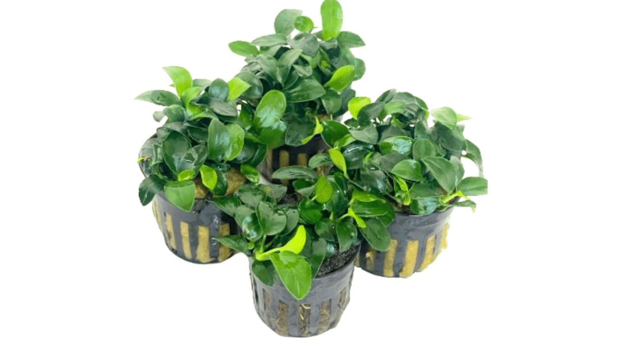 4X Petite Anubias Nana Pots Aquarium Live Plant for Fish Tank Decoration 