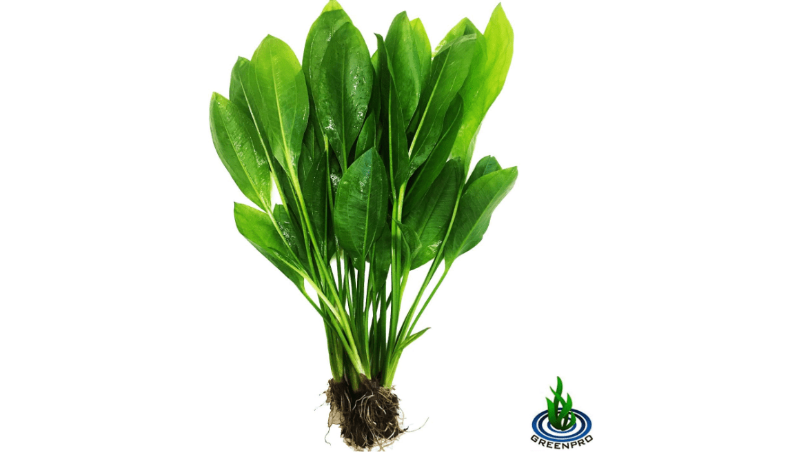 Greenpro 3-Bundles Amazon Sword | Echinodorus Bleheri Live Aquarium Plants Package Aquatic Freshwater Fish Tank Decorations 