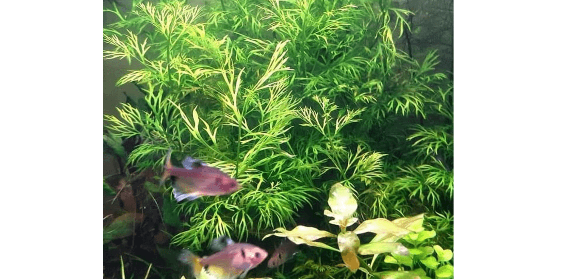Heirloom Garden Water Sprite Ceratopteris Siliquosa Live Plant - Live Aquarium Plants Accessories, House Plants Indoors, Terrarium Kit, Perfect for Water Fish Tank Decorations, Green 
