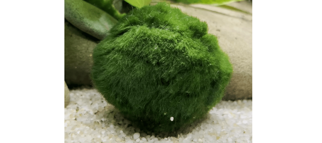 6 Large Live Moss Pebbles Balls for Aquariums - Decorative Green Algae Spheres for Enhanced Aquarium Aesthetics 1.3''-1.5'' (6) 