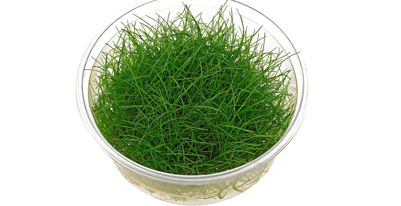 Dwarf Hairgrass - Eleocharis acicularis - in-vitro – Live Aquarium Plant 