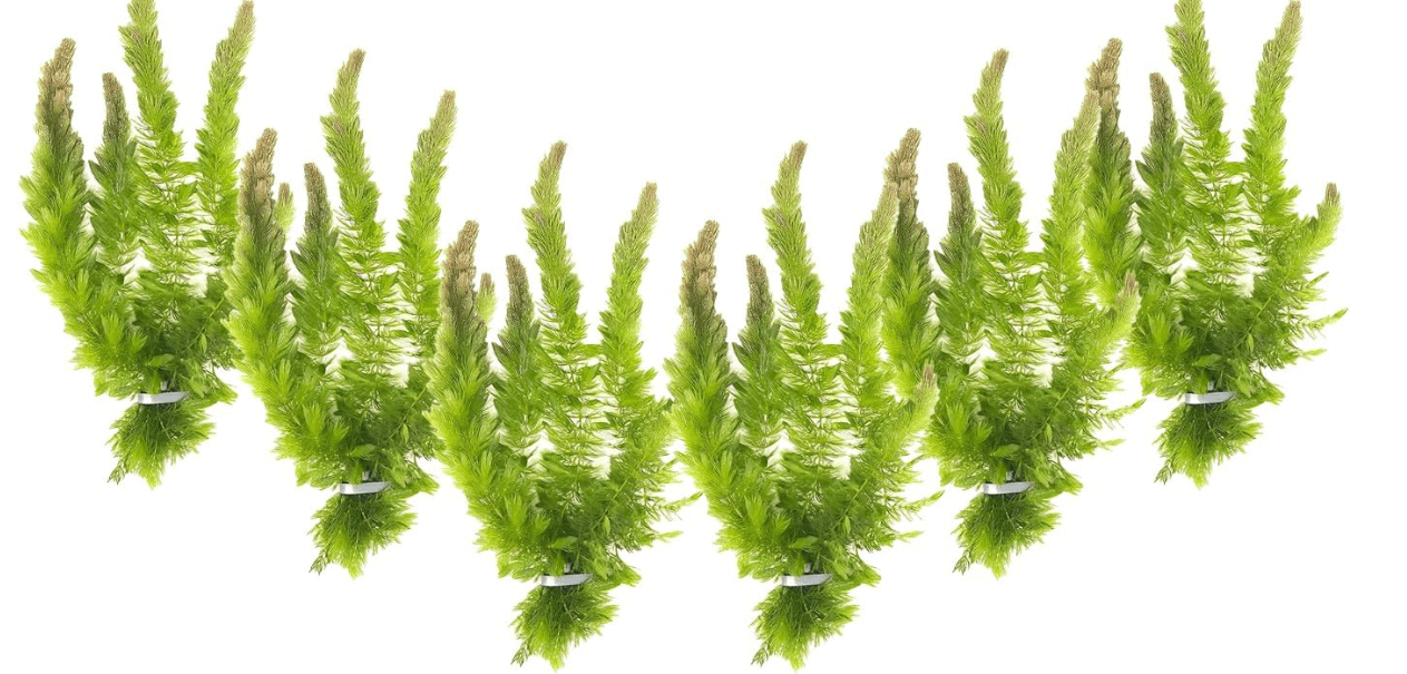 Live Aquarium 6 Hornwort Coontail Indoor Plants - Excellent Aquarium Plant - Beautiful Effect to Aquarium - Fast Growth, Long Lasting & Easy to Care Aquatic Plants - Pack 6 