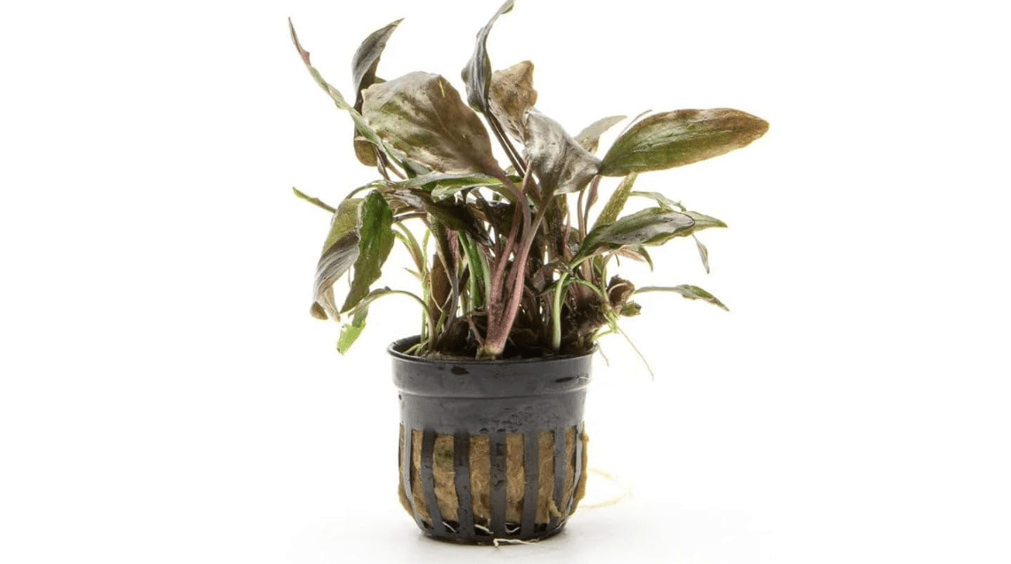 Live Plants - Cryptocoryne Wendtii 'Florida Sunset' (Cryptocoryne wendtii) - Medium to High Light, Pink-White Accent for Midground Freshwater Aquarium Aquascaping - Pot 