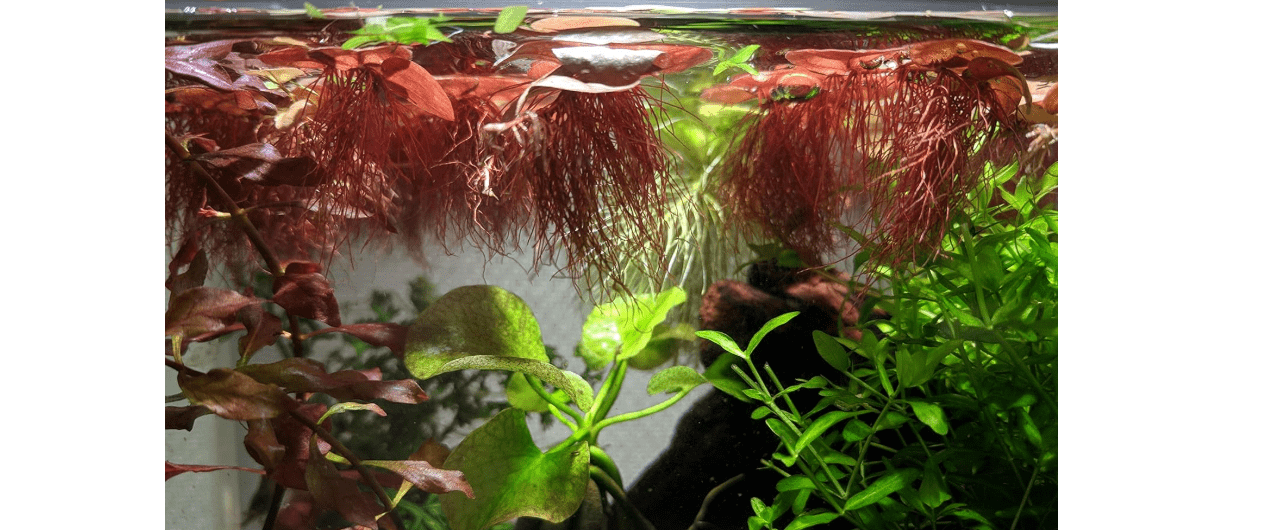 Live Aquarium Red Root Floater Plants - Highly Sought & Removes Nitrates - Easy to Maintain - Increases Beaty - Promote High Water Quality - 4 Ounce Portion 