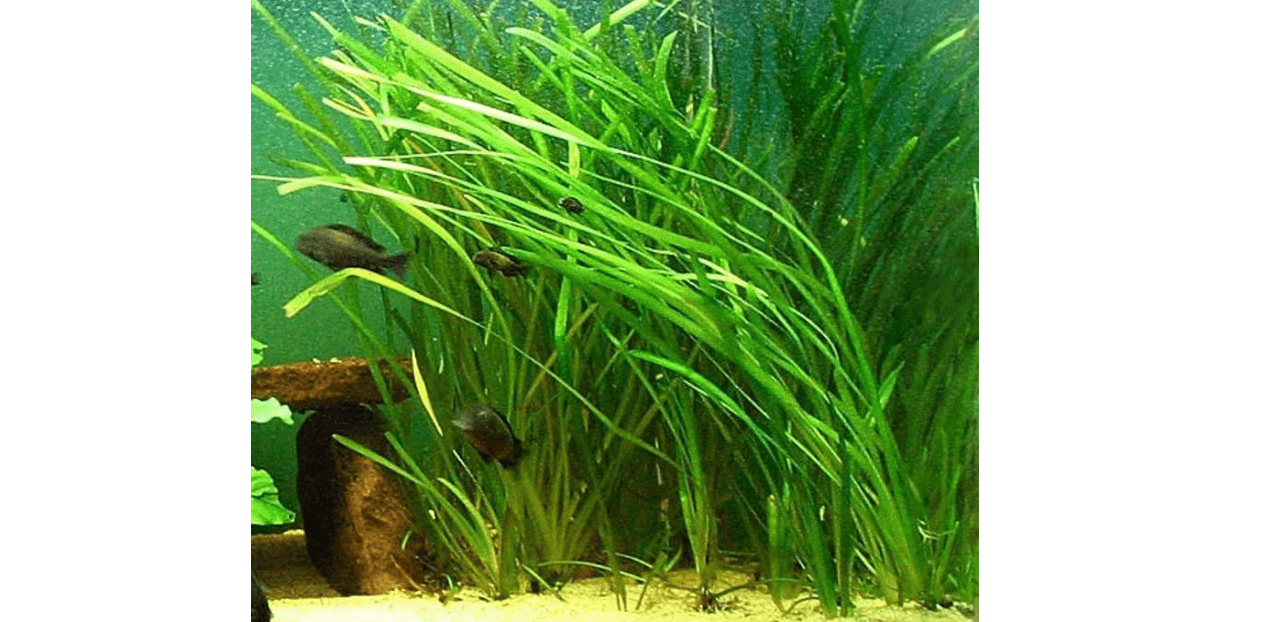 6 Jungle Val - Jungle Vallisneria Live Aquarium Freshwater Plants 