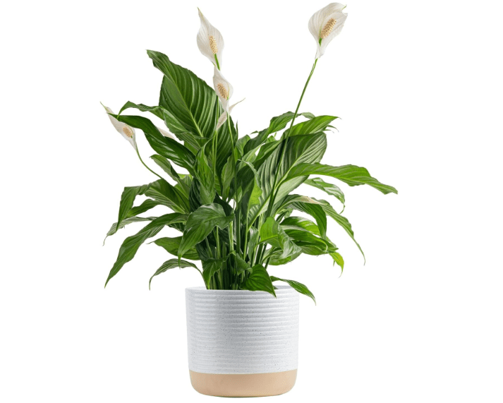 Costa Farms Peace Lily