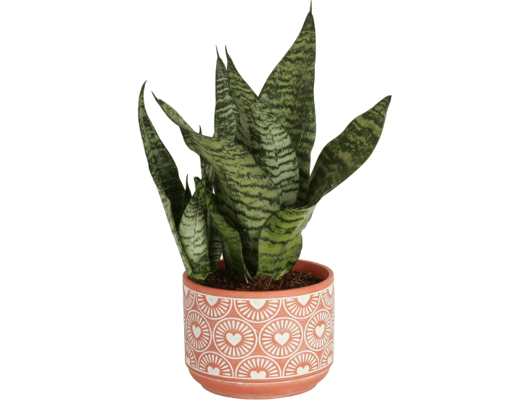 Costa Farms Snake Plant