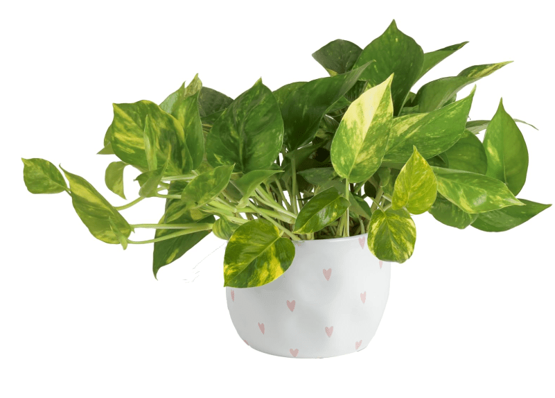Costa Farms Pothos
