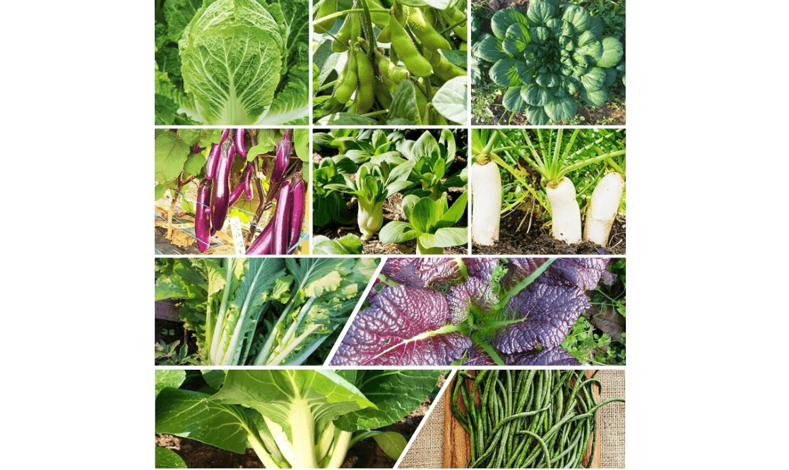 10 Asian Vegetable Seeds Mix Seeds - 3 Combination Packs - for 2025 Planting Non-GMO Heirloom Garden Exotic Unique Variety Mix 