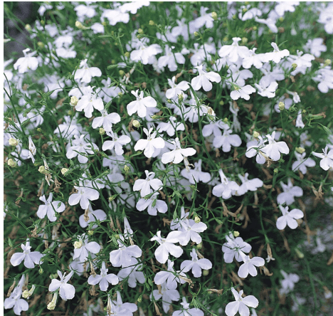 Outsidepride White Lady Lobelia Seeds - 10000 Pcs Annual Ground Cover Seeds for Planting with Attractive Blooms, Low-Maintenance & Self-Sowing, Compact Size for Containers, Hanging Baskets, & Borders