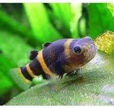 Swimming Creatures™ 3 Bumblebee Goby (Brachygobius spp.) Freshwater Aquarium Fish Live (Size Approx 5"-1")

