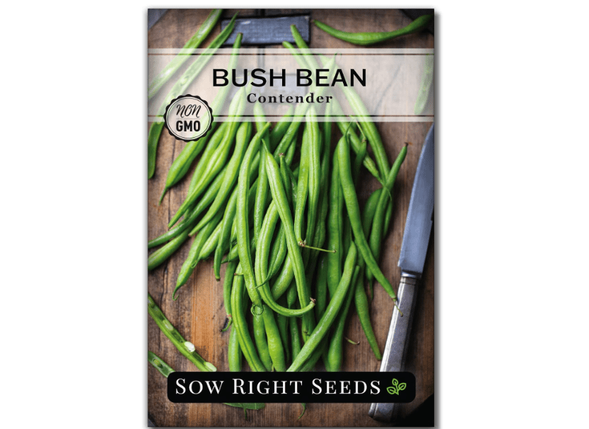 Sow Right Seeds - Contender Bush Green Bean Seeds for Planting - Non-GMO Heirloom Seed Packet - Stringless Variety to Plant an Outdoor Home Vegetable Garden - Abundant Harvest