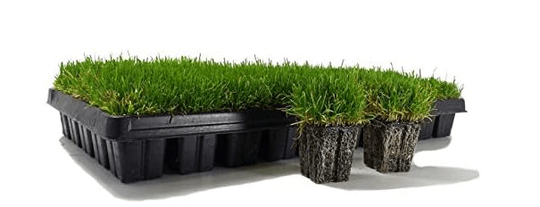 Zoysia Plugs - 200 Large Grass Plugs - Drought Tolerant, Low Maintenance