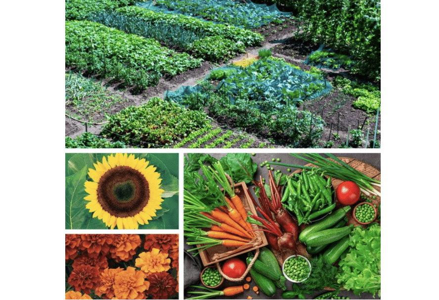 Park Seed Ultimate Garden Seed Collection – Non-GMO Heirloom Vegetable, Herb & Flower Kit with 30 Premium Varieties for All Seasons – Raised Beds, Plots & Containers