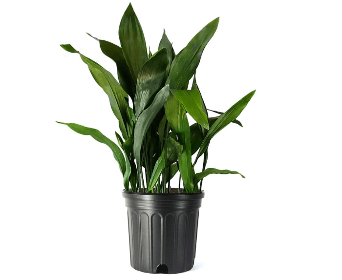 Costa Farms Cast Iron Plant
