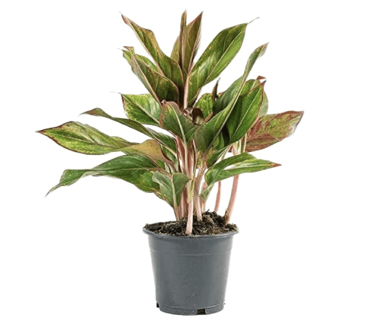 American Plant Exchange Aglaonema