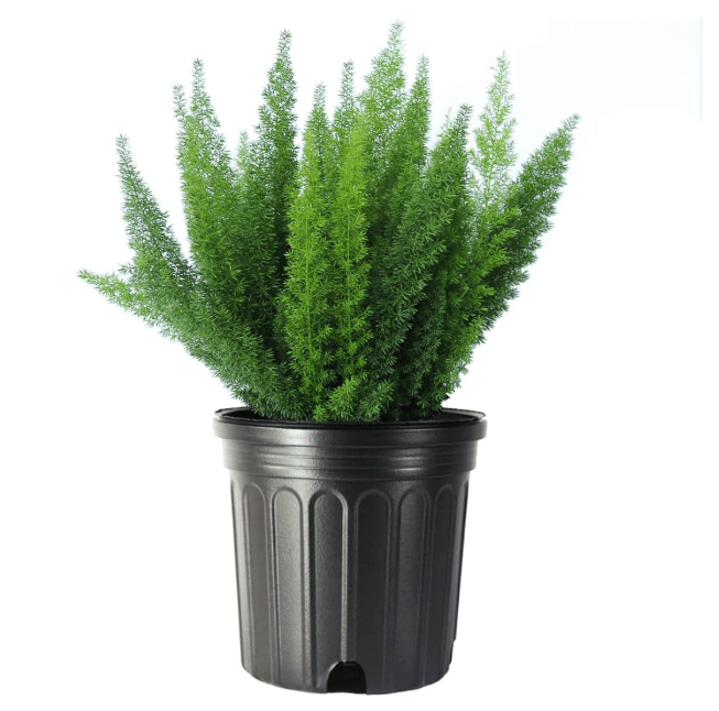 American Plant Exchange Fern