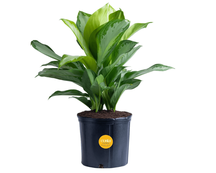 Costa Farms Chinese Evergreen