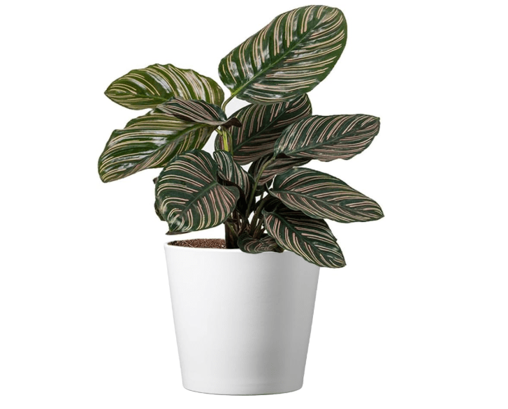 American Plant Exchange Calathea