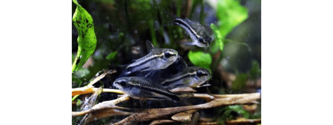 Swimming Creatures™ Pygmy Cory (Corydoras pygmaeus) Freshwater Aquarium Fish Live (6 Pack)
