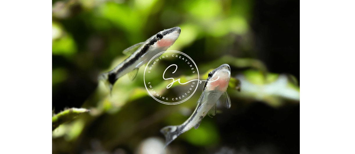 Swimming Creatures 3 Otocinclus Catfish (1-1.5") Freshwater Aquarium Fish 100% Live Arrival Guarantee
