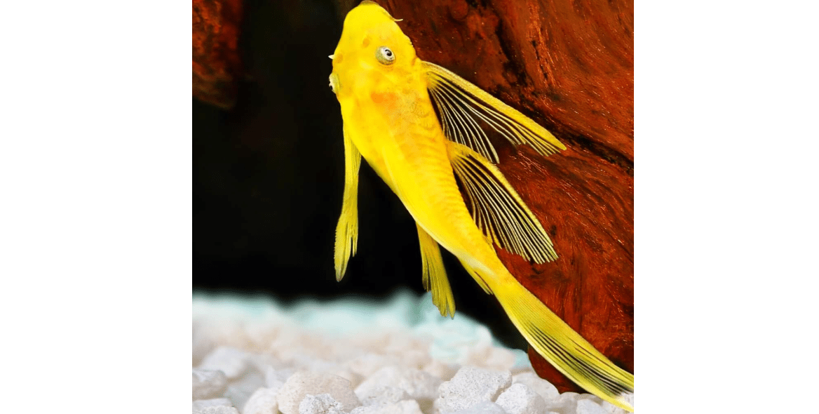 Neat&Tidy Golden Blue Eye Longfin Bristlenose Pleco 1.0"-1.5" (Pack of 2 Fish)
