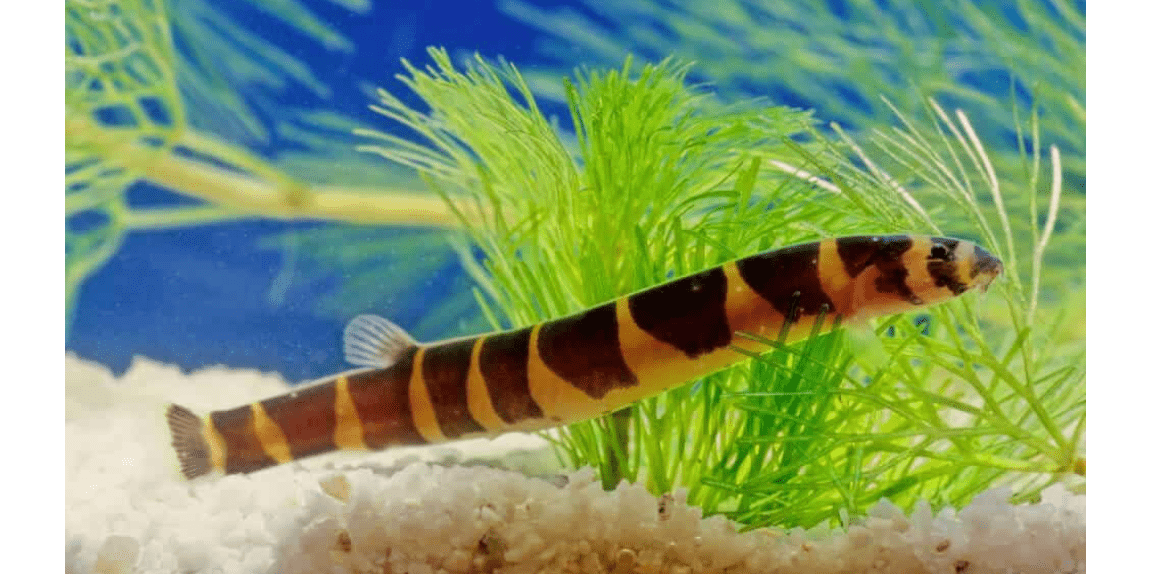 kuhli Loach Pack of 6 Live Aquarium Fish. (Pangio kuhlii) Active, Colorful, and Ideal for Community Aquariums. Easy to Care for, These Freshwater Fish Thrive alongside Other Species.

