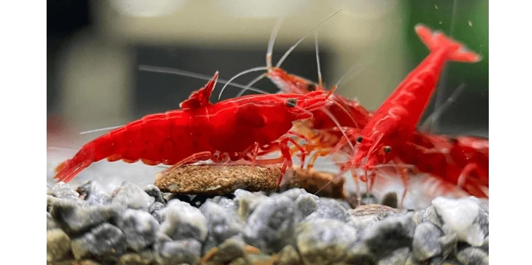 Yashkun Fire Red High-Grade Cherry Shrimp Neocaridina Freshwater Aquarium, Live Arrival (10)
