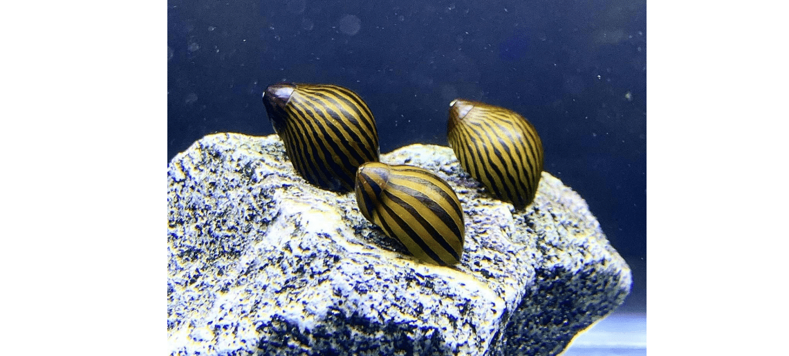 Zebra Nerite Snails x3 (Neritina NATALENSIS) Live Freshwater Snail Plants
