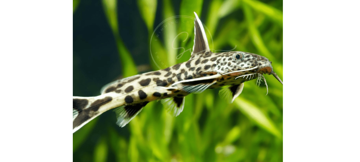 Swimming Creatures™ 1 Dwarf Petricola Catfish (Synodontis lucipinnis) Live Tropical Freshwater Aquarium Fish (Approx. Size 1-1.25")
