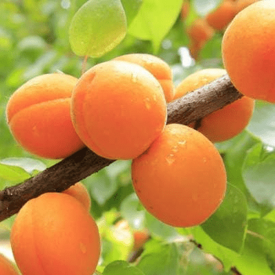 Blenheim (Royal) Apricot Tree - 2 Year Old