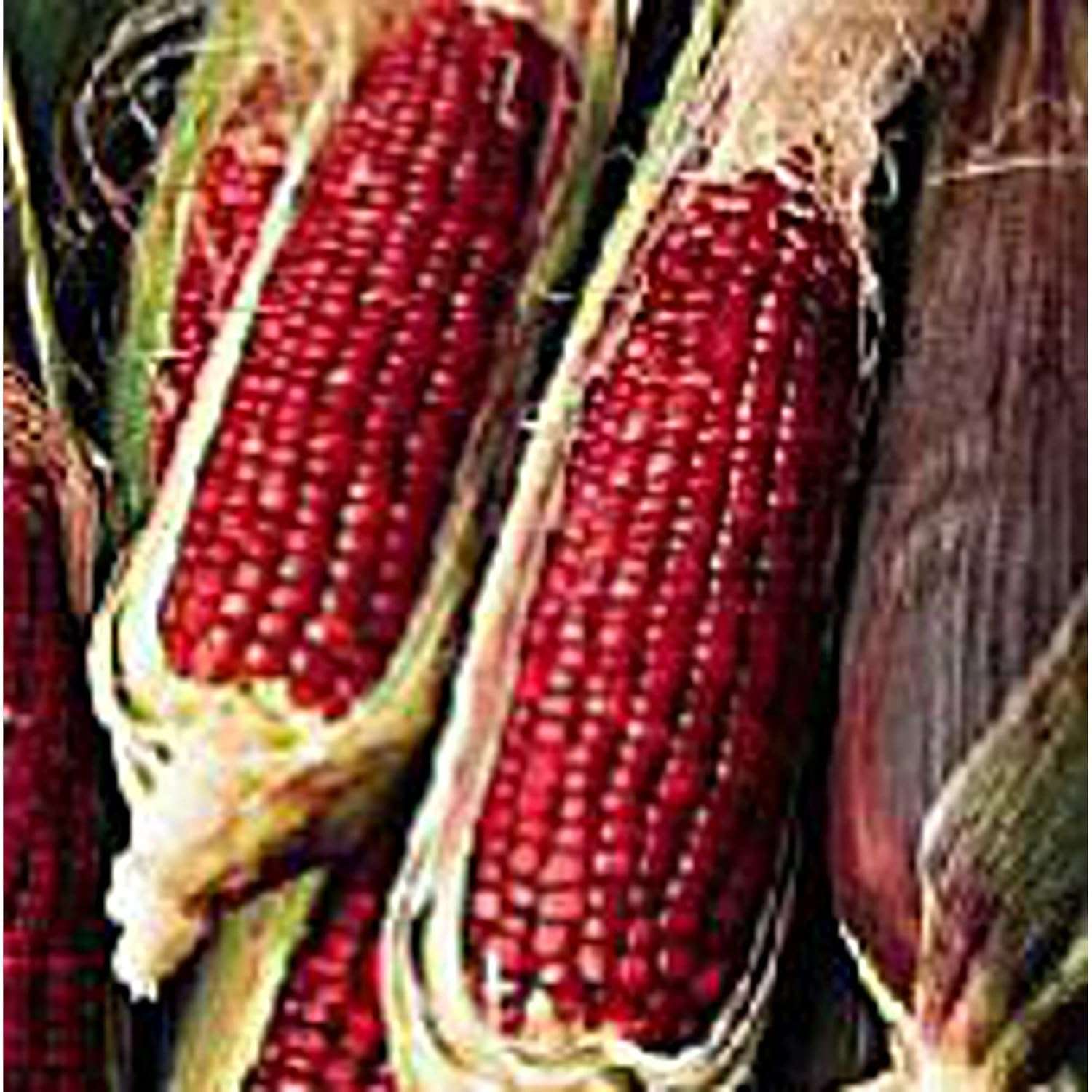 Ruby Queen Corn Seeds (20+ Seeds) | Non GMO | Vegetable Fruit Herb Flower Seeds for Planting | Home Garden Greenhouse Pack