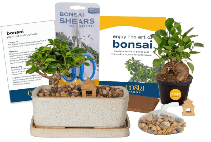 Costa Farms Bonsai Tree Kit, DIY Live Bonsai Tree Includes Tools, Potting Soil Mix, Plant Pot, Fun Arts and Crafts Activity, Gardening, Birthday Gift, 10-Inches Tall