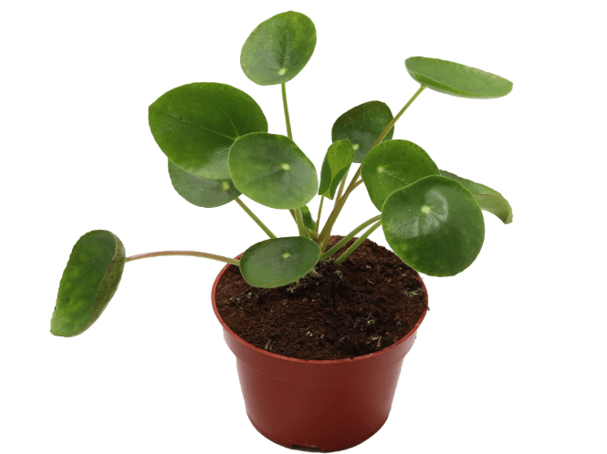 California Tropicals Rare Chinese Money Plant (Pilea Peperomioides) - Live House Plant, 4 Inch Pot for Easy Care, Perfect for Office, Home & Feng Shui Decor, Real Plants for Gardening