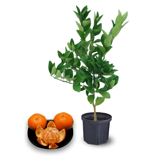 Clementine Trees Live Plants, 2 to 3 Feet Tall, 3 Gallon Pot, Clementine Tangerine Mandarin Tree for Planting, No Shipping to CA