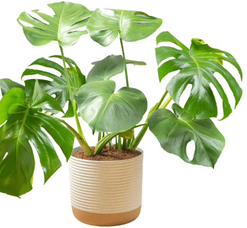 Costa Farms Monstera Swiss Cheese Plant, Live Indoor Plant, Easy to Grow Split Leaf Houseplant in Indoors Garden Plant Pot, Housewarming, Decoration for Home, Office, and Room Decor, 2-3 Feet Tall
