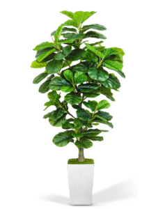 Artificial Fiddle Leaf Fig Tree 6ft, 6 Feet Large Tall Fake Plants Indoor with Modern Style Planter, Artificial Silk Tree for Home Office Living Room Decor Indoor, More Lifelike & Lush (White)
