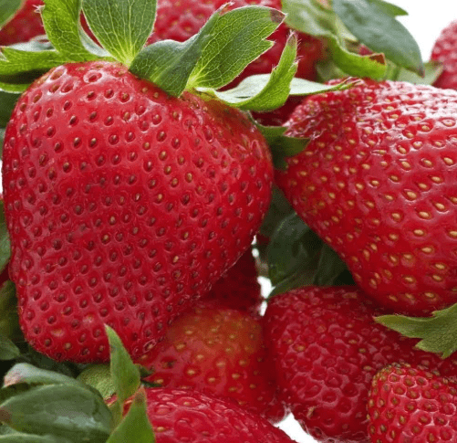 20 Honeoye Strawberry Fruit Plants - INCREDIBLY SWEET BERRY! - (20 Bare Root Plants for $18.95+6.99 shipping) Zone 3-8. Organic grown in USA.