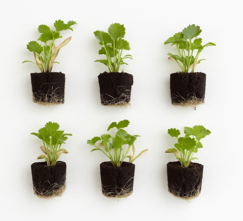 Cilantro Seedlings: Ready-to-Plant, Starts, Starters, Plugs, Garden Ready, Live Plants, Transplants, Pre-Sprouted, Soil & Hydroponic Gardens (Mini (6 seedlings))