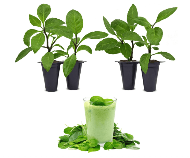 Longevity Spinach Plant (4 Pack) | Real Live Vegetable Plant for Sale | Nutrient-Rich Superfood | Easy to Grow Live Plant for Home Gardens, Organic Landscaping, and Indoor or Outdoor Planting