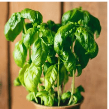 Genovese Basil - Complete Seed Pod Plugs with Plant Food - 10 Pods for Hyrdoponic Gardens, Click and Grow, Lettuce Grow and Outdoor Gardens