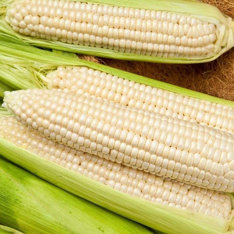 Silver Queen Hybrid White Sweet Corn (SU) (Zea mays) Vegetable Seeds, Iconic White Sweet Corn, High Yields, Fast Growing, Seeds by MySeeds.Co, You Choose The Amount (1 oz)