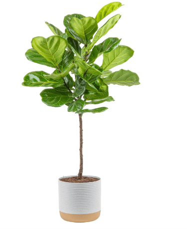 Costa Farms Fiddle Leaf Fig Tree, Ficus Lyrata Live Indoor Plant Potted in Indoor Garden Plant Pot, Potting Soil, Floor Houseplant Gift for Housewarming, Tropical Home or Room Decor, 3-4 Feet Tall
