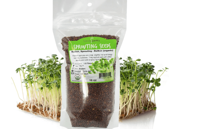 Radish Sprouting Seeds 1 lb – Non-GMO Daikon Microgreen Seeds for Indoor Growing