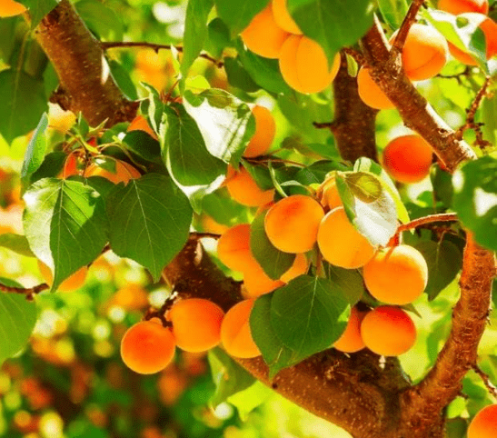 Apricot Katy Tree, Produces Fruit, Prunus Armeniaca 3-5ft 5 Gallon Potted