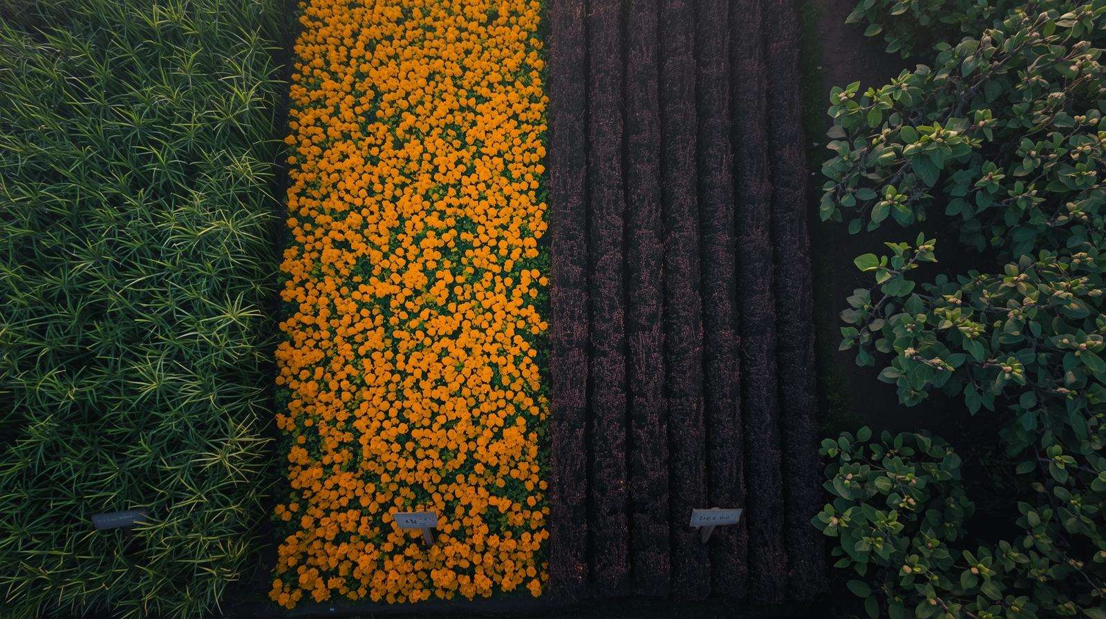 Field comparison of lemongrass, marigold, catnip, and neem as natural mosquito repellents on farm