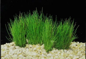 Dwarf Hairgrass (Eleocharis Parvula) Plant Mat 3x5 Inches - Lush Aquatic Carpet for Freshwater Aquariums and Terrariums