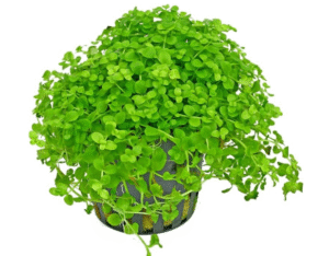 1/3/5 Potted Monte Carlo (Micranthemum Tweediei) Freshwater Plants by Shore Aquatic - Perfect for Aquarium Ground Cover (3)